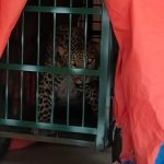 सिन्द्रवाणी में पिंजरे में कैद हुआ गुलदार